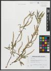Foto von Salix alba L.